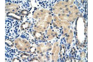 Image no. 1 for anti-Aryl Hydrocarbon Receptor Interacting Protein (AIP) (AA 101-150) antibody (ABIN202262) (AIP 抗体  (AA 101-150))