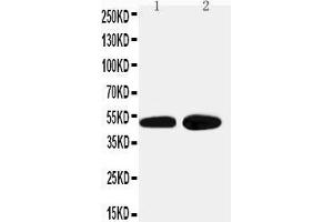 Anti-alpha 2a Adrenergic Receptor antibody, Western blotting Lane 1: HELA Cell Lysate Lane 2: PANC Cell Lysate (ADRA2A 抗体  (Middle Region))