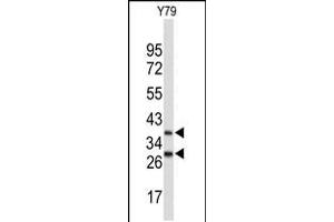 Western blot analysis of FBXO4 Antibody in Y79 cell line lysates (35ug/lane) (FBXO4 抗体  (AA 225-251))