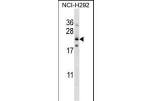 FOLR3 Antibody (N-term) (ABIN657540 and ABIN2846555) western blot analysis in NCI- cell line lysates (35 μg/lane). (FOLR3 抗体  (N-Term))