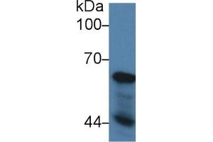 Western Blotting (WB) image for anti-Nucleoporin 62kDa (NUP62) (AA 186-432) antibody (ABIN7434779)