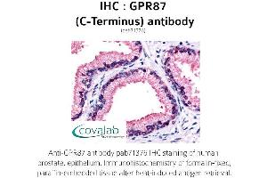 Image no. 1 for anti-G Protein-Coupled Receptor 87 (GPR87) (C-Term) antibody (ABIN1735185) (GPR87 抗体  (C-Term))