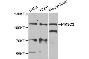 Western blot analysis of extracts of various cell lines, using PIK3C3 antibody (ABIN5974624) at 1/1000 dilution. (PIK3C3 抗体)
