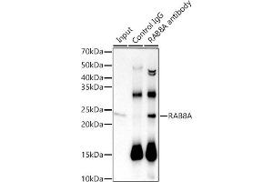Immunoprecipitation analysis of 600 μg extracts of Mouse brain cells using 3 μg RA antibody (ABIN7269814). (RAB8A 抗体)