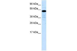 WB Suggested Anti-ZNF426 Antibody Titration:  0. (ZNF426 抗体  (N-Term))