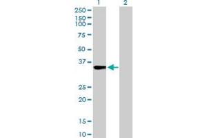 Western Blot analysis of FRG1 expression in transfected 293T cell line by FRG1 MaxPab rabbit polyclonal antibody. (FRG1 抗体  (AA 1-258))