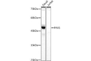 Western blot analysis of extracts of various cell lines, using P antibody (ABIN3017306, ABIN3017307, ABIN3017308 and ABIN6220031) at 1:1000 dilution. (PAX5 抗体  (AA 150-300))