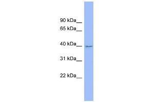 FAM45B antibody used at 1 ug/ml to detect target protein. (FAM45B 抗体  (Middle Region))