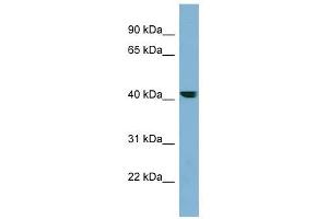 PLEKHA9 antibody used at 1 ug/ml to detect target protein. (PLEKHA9 抗体  (N-Term))