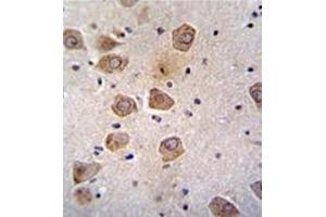 Formalin fixed, paraffin embedded human brain tissue stained with RLBP1L2 Antibody (C-term) followed by peroxidase conjugation of the secondary antibody and DAB staining. (CLVS2 抗体  (C-Term))