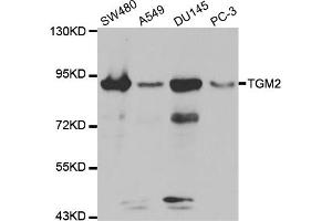 Western blot analysis of extracts of various cell lines, using TGM2 antibody (ABIN5970369) at 1:300 dilution. (Transglutaminase 2 抗体)