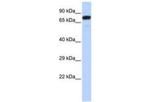 Image no. 1 for anti-Zinc Finger Protein 221 (ZNF221) (AA 108-157) antibody (ABIN6740445) (ZNF221 抗体  (AA 108-157))