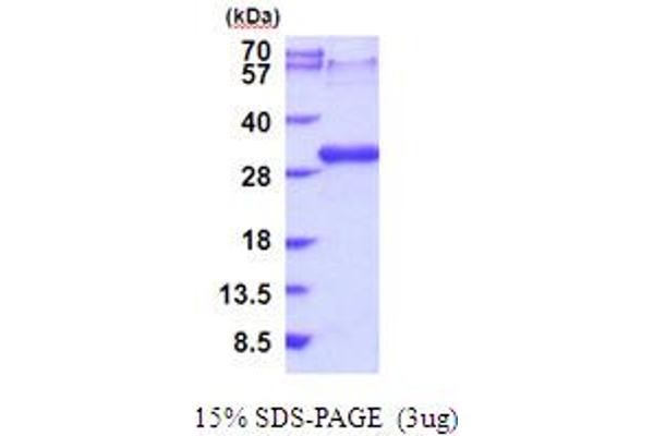 LTBR Protein (AA 28-227) (His tag)