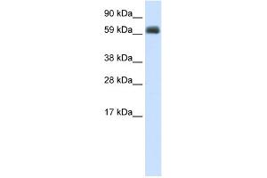 WB Suggested Anti-TBX21 Antibody Titration:  2. (T-Bet 抗体  (N-Term))