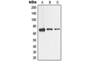 Western blot analysis of CD271 expression in HEK293 (A), Raw264. (NGFR 抗体  (Center))
