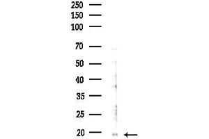 anti-Cytochrome C Oxidase Subunit VIIIA (Ubiquitous) (COX8A) (Internal Region) antibody
