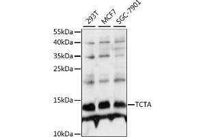 Western blot analysis of extracts of various cell lines, using TCTA antibody (ABIN7270706) at 1:1000 dilution.