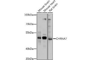 Western blot analysis of extracts of various cell lines, using CHRN antibody (ABIN6133256, ABIN6138583, ABIN6138584 and ABIN6218660) at 1:1000 dilution. (CHRNA7 抗体  (AA 23-230))