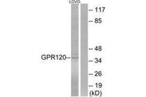 Western blot analysis of extracts from LOVO cells, using GPR120 Antibody. (O3FAR1 抗体  (AA 221-270))