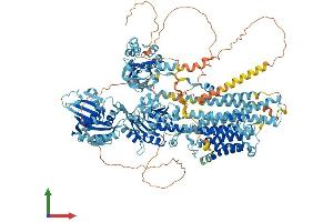 AlphaFold protein structure predicition of Human Recombinant ATP2B4 Protein, UniprotID P23634 (ATP2B4 Protein (AA 1-1241) (His tag))