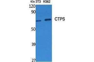 Western Blot (WB) analysis of specific cells using CTPS Polyclonal Antibody. (CTP Synthase 抗体  (N-Term))