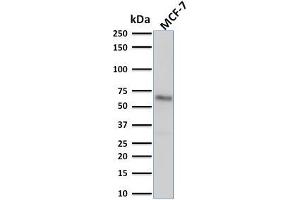 Western Blot Analysis of human MCF-7 cell lysate using Estrogen Receptor alpha Mouse Monoclonal Antibody (ESR1/1904). (Estrogen Receptor alpha 抗体)