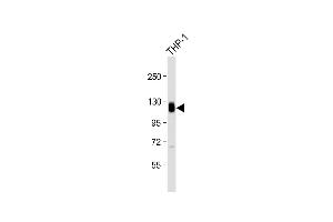 Anti-THBD Antibody (N-Term) at 1:2000 dilution + THP-1 whole cell lysate Lysates/proteins at 20 μg per lane. (Thrombomodulin 抗体  (AA 92-126))