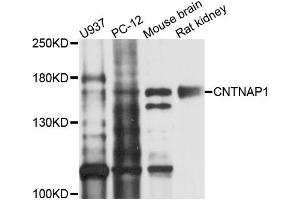 Western blot analysis of extracts of various cells, using CNTNAP1 antibody. (CNTNAP1 抗体)