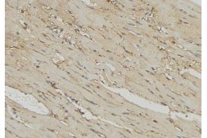 ABIN6274725 at 1/100 staining Mouse muscle tissue by IHC-P. (MRPL54 抗体  (Internal Region))