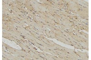 ABIN6274725 at 1/100 staining Mouse muscle tissue by IHC-P.