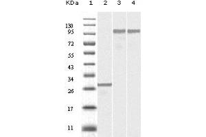 Western blot analysis using Dynamin2 mouse mAb against truncated Dynamin-2 recombinant protein (1), SKN-SH cell lysate (2) and NIH/3T3 cell lysate (3).