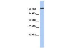 Image no. 1 for anti-Leucine Rich Repeat Containing 37, Member A3 (LRRC37A3) (AA 1079-1128) antibody (ABIN6743961) (LRRC37A3 抗体  (AA 1079-1128))