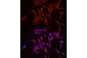 Immunofluorescence (IF) image for anti-Tripartite Motif-containing 4 (TRIM4) (AA 1-280) antibody (ABIN7270999)