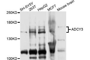 Western blot analysis of extracts of various cells, using ADCY3 antibody.