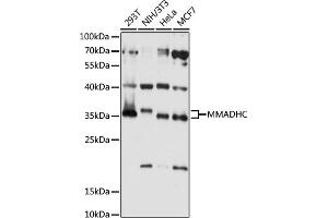 Western blot analysis of extracts of various cell lines, using MMADHC antibody (ABIN7268495) at 1:1000 dilution. (MMADHC 抗体  (AA 1-296))