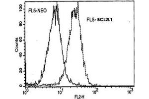 Murine FL5 cells (FL5-NEO) and FL5 cells transfected with BCL2L1 expression plasmid (FL5-BCL2L1) were fixed with buffered paraformaldehyde and then permeabilized with saponin. (BCL2L1 抗体)