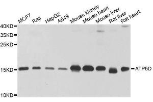 Western blot analysis of extracts of various cell lines, using ATP5D antibody. (ATP5F1D 抗体  (AA 1-168))