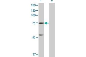 Western Blot analysis of GTPBP4 expression in transfected 293T cell line by GTPBP4 MaxPab polyclonal antibody. (GTPBP4 抗体  (AA 1-634))