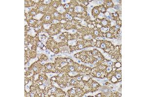 Immunohistochemistry (IHC) image for anti-Monoamine Oxidase B (MAOB) (AA 1-260) antibody (ABIN3022152)