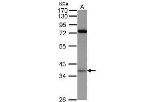 WB Image Sample(30 μg of whole cell lysate) A:293T 7. (PRPS1 抗体  (N-Term))