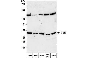 Western Blotting (WB) image for anti-Chromosome 7 Open Reading Frame 20 (C7orf20) (AA 277-327) antibody (ABIN7451695)