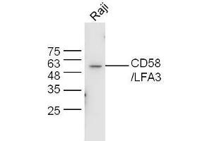 Raji lysates probed with Anti-CD58/LFA-3 Polyclonal Antibody, Unconjugated  at 1:5000 90min in 37˚C. (CD58 抗体  (AA 31-130))
