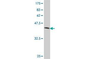 Western Blot detection against Immunogen (36. (UBXN8 抗体  (AA 173-268))