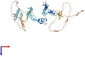 ZNF621 Protein (AA 1-439) (His tag)