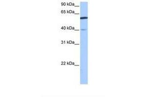 Image no. 1 for anti-DEP Domain Containing 7 (DEPDC7) (AA 100-149) antibody (ABIN6739343) (DEPDC7 抗体  (AA 100-149))