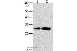 Western blot analysis of K562 and NIH/3T3 cell, using CAPNS1 Polyclonal Antibody at dilution of 1:800 (Calpain S1 抗体)