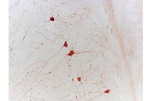 Formalin-fixed and paraffin embedded mouse hippocampus labeled with Rabbit Anti-phospho-CREB-1(Ser133) Polyclonal Antibody, Unconjugated 1:500 followed by conjugation to the secondary antibody (CREB1 抗体  (pSer133))