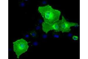 Anti-BTN1A1 mouse monoclonal antibody (ABIN2452848) immunofluorescent staining of COS7 cells transiently transfected by pCMV6-ENTRY BTN1A1 (RC223852). (BTN1A1 抗体)