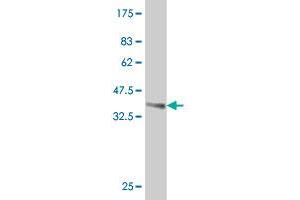 Western Blotting (WB) image for anti-Inhibitor of DNA Binding 1, Dominant Negative Helix-Loop-Helix Protein (ID1) (AA 47-155) antibody (ABIN516791)