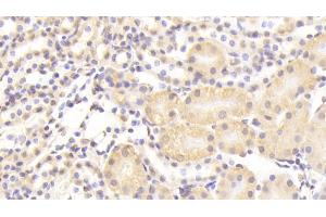 Detection of NUP133 in Mouse Kidney Tissue using Polyclonal Antibody to Nucleoporin 133 (NUP133) (NUP133 抗体  (AA 36-240))
